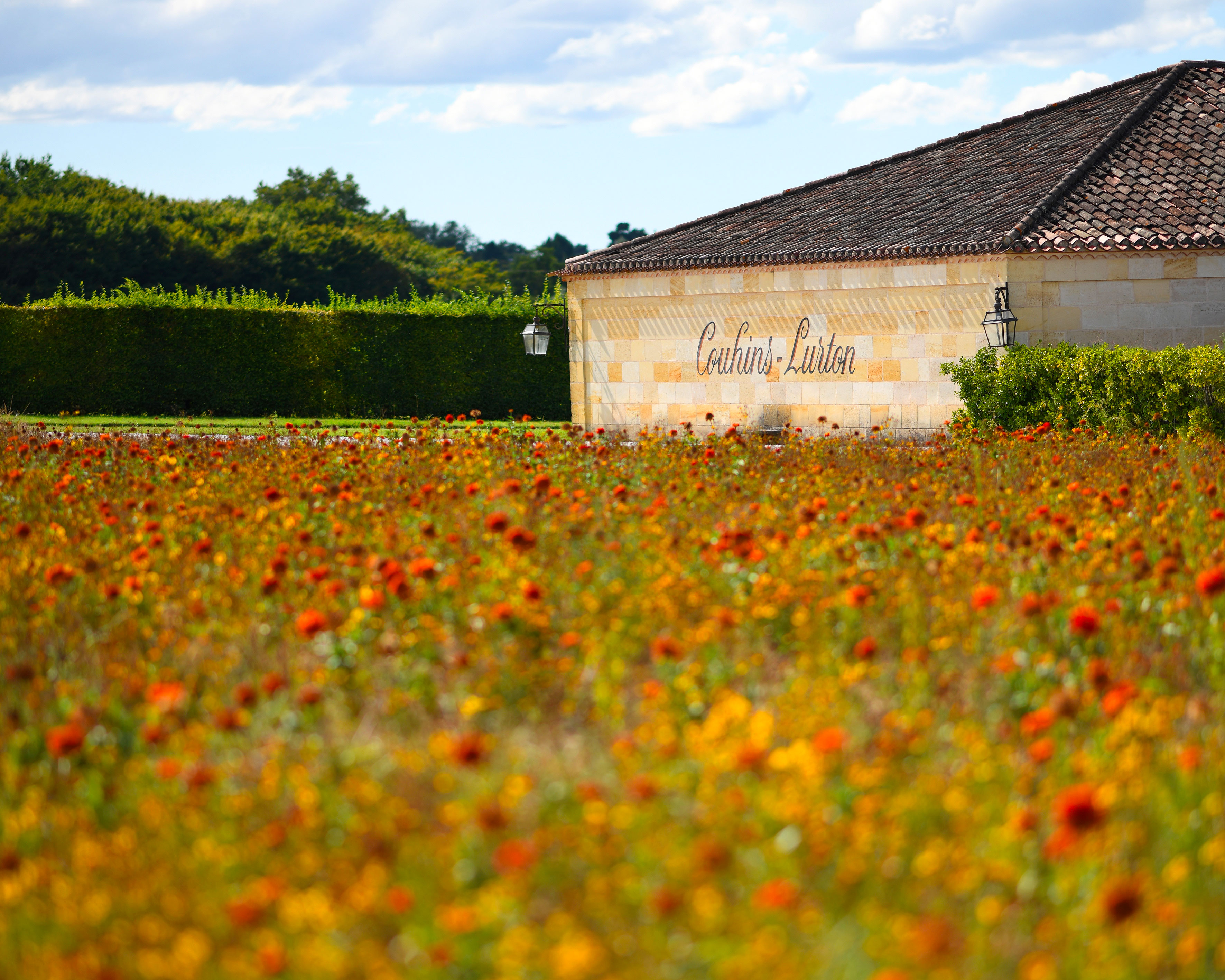 Château Couhins-Lurton : summer fallow